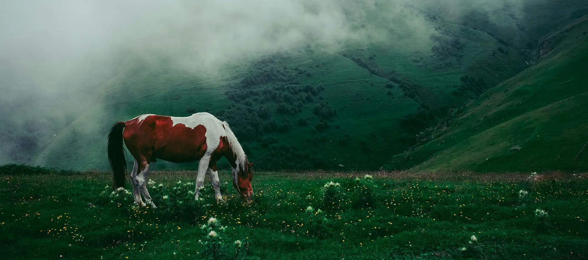 Koń pasący się na łące.